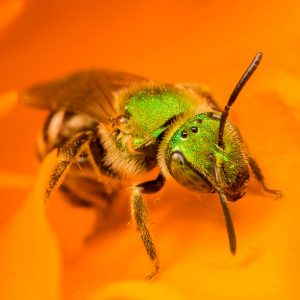 Green sweat bee on California poppy